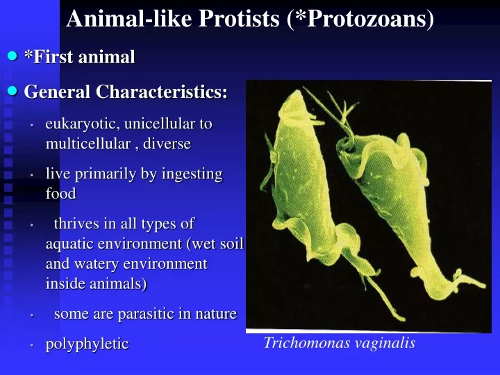 animal like protists with flagella