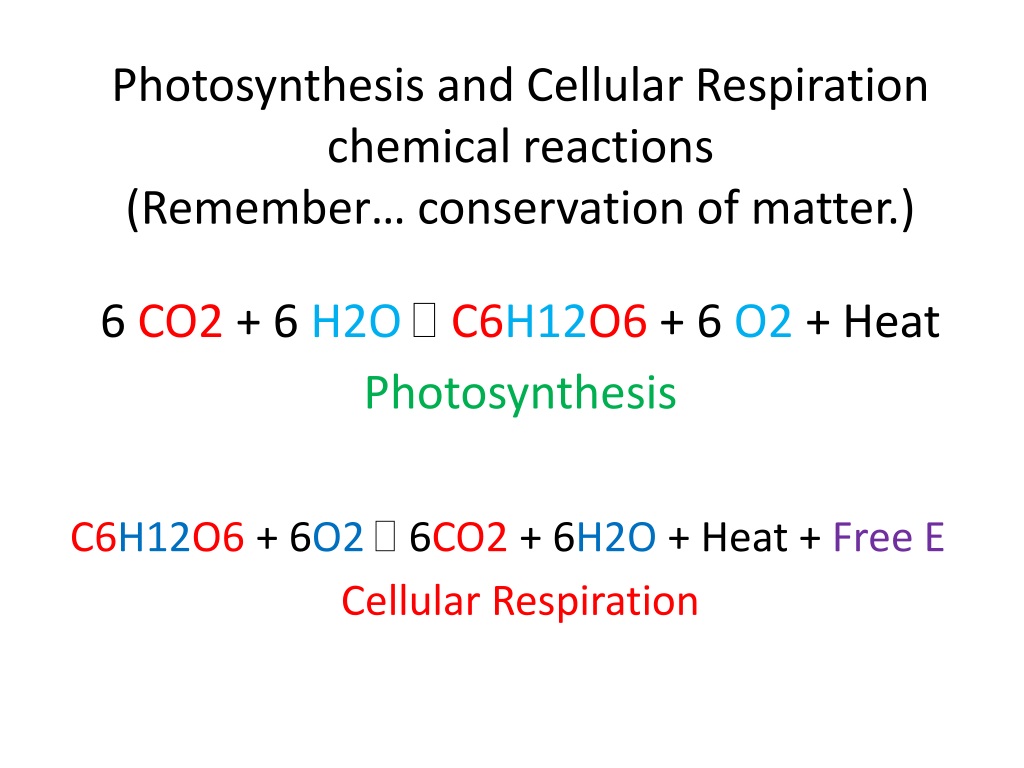 PPT - AP Biology PowerPoint Presentation, free download - ID:9479492