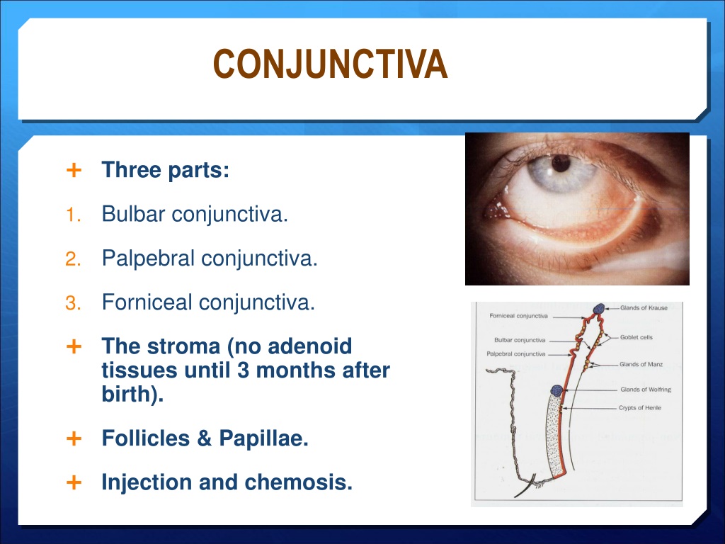 Ppt Basic Anatomy And Physiology Of The Eye Powerpoint Presentation