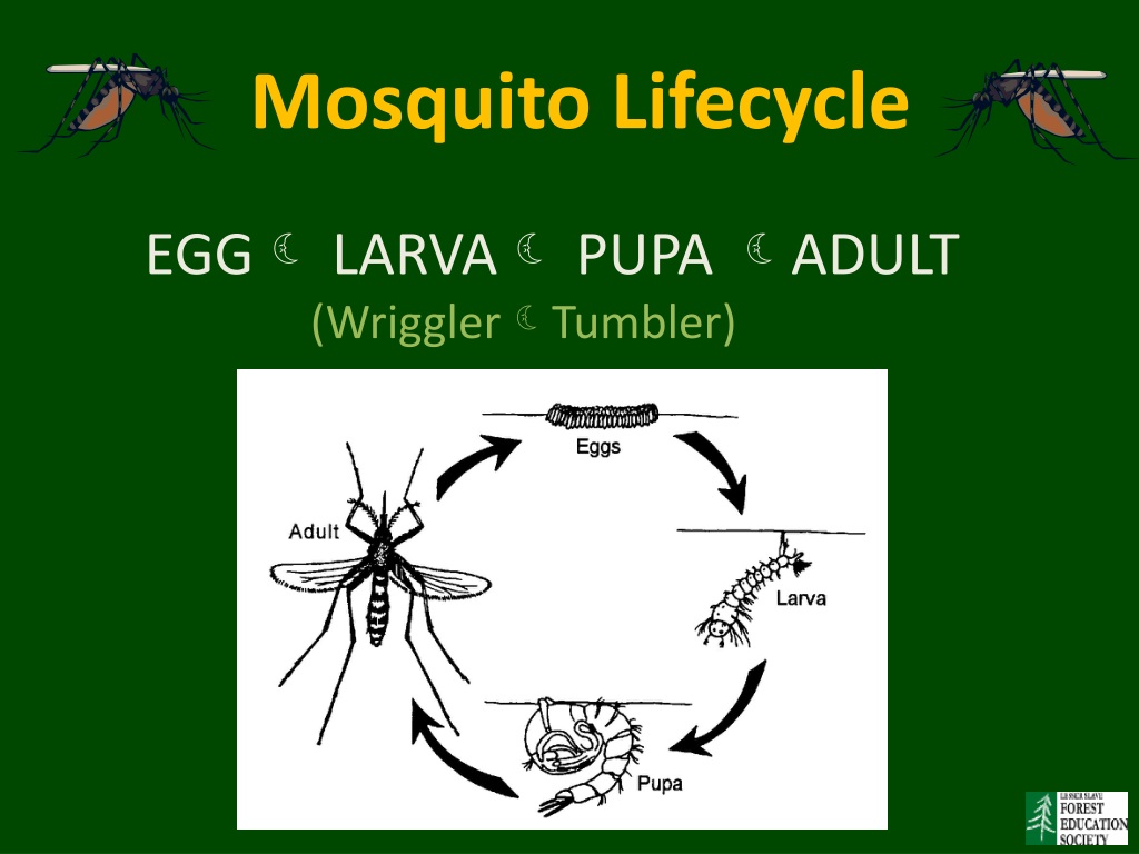 PPT - Animal Lifecycles PowerPoint Presentation, free download 