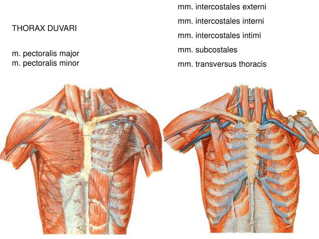 Собственные мышцы. M intercostales intimi. Mm pectoralis Major. Mm. Pectoralis Major и Minor. Musculus intercostales externi.