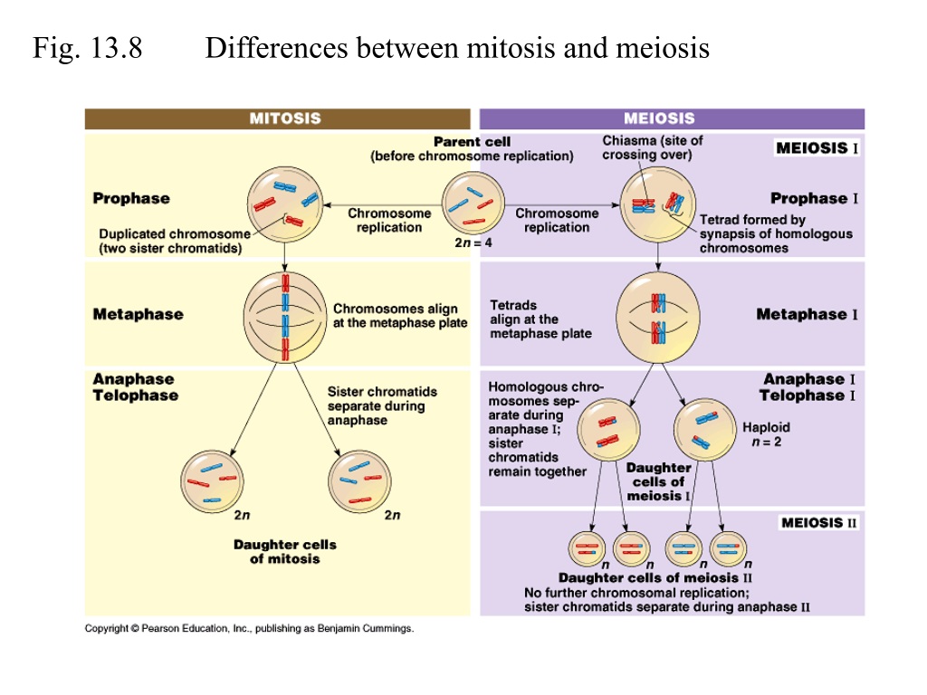 Ppt Outline 10 1 Meiosis And Sexual Reproduction A Overview Of Sexual Reproduction