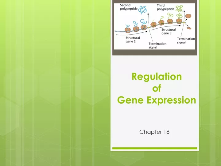 Ppt Regulation Of Gene Expression Powerpoint Presentation Free