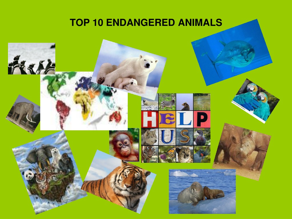 endangered animals presentation