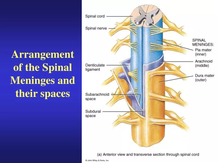 Ppt - Arrangement Of The Spinal Meninges And Their Spaces Powerpoint 