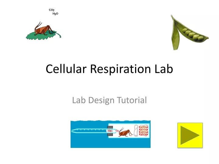 PPT - Cellular Respiration Lab PowerPoint Presentation, Free Download ...