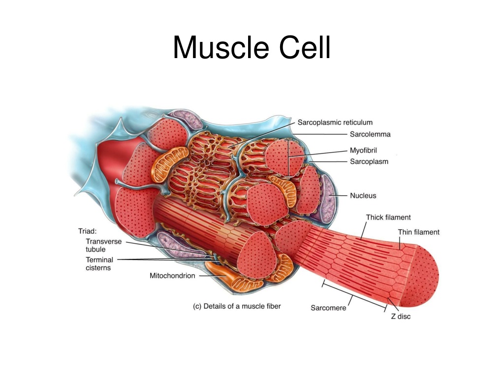 Muscles cells. Muscle Cell. Sem of muscle sells. Muscle Cells. How to draw for Kids.