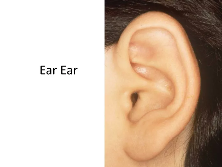 ear ear n.