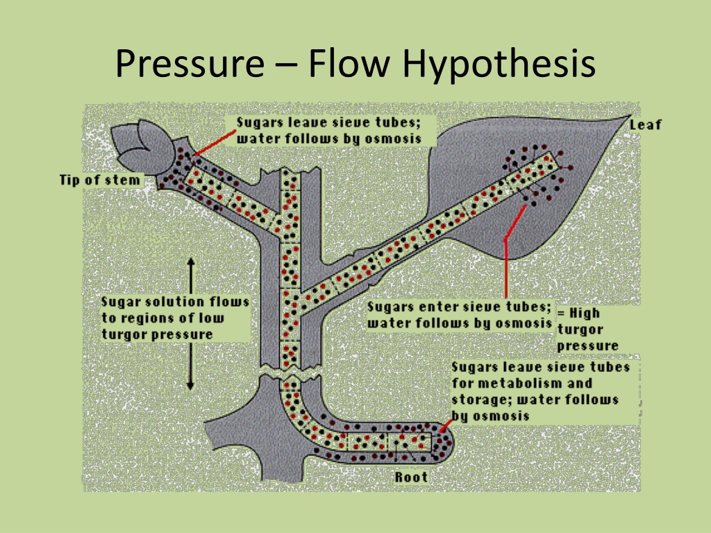 pressure flow hypothesis definition quizlet