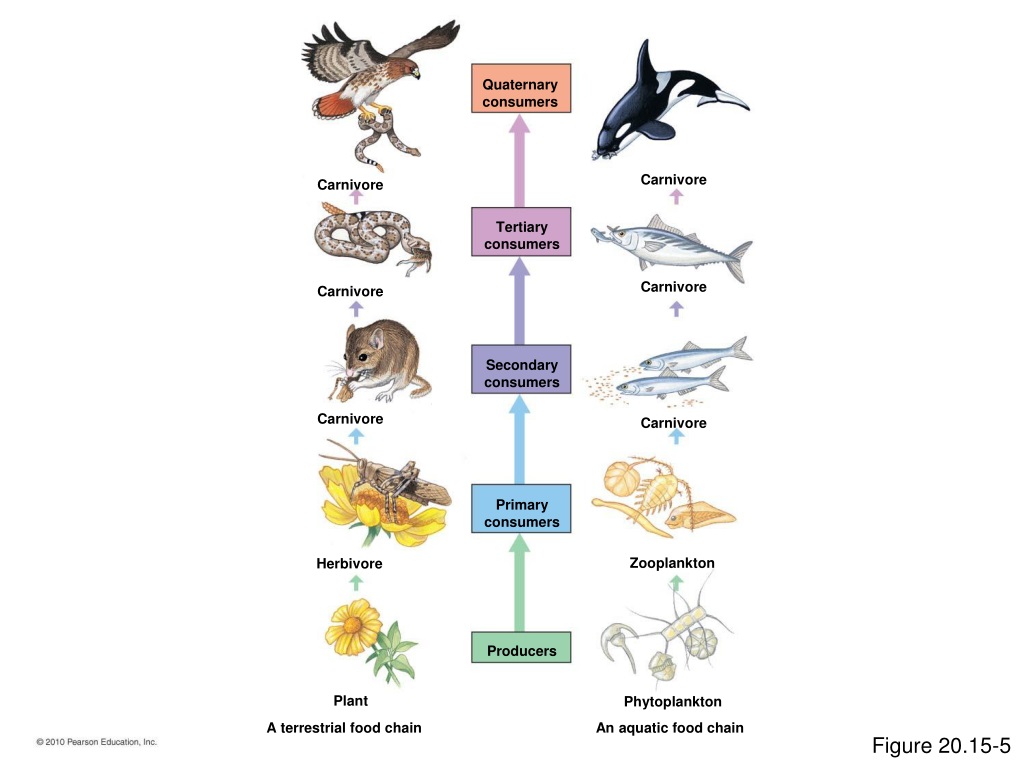 PPT - Ecosystems unit PowerPoint Presentation, free download - ID:9492505