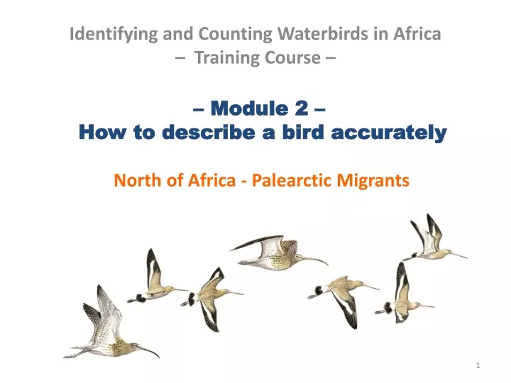 ppt-module-2-how-to-describe-a-bird-accurately-north-of-africa