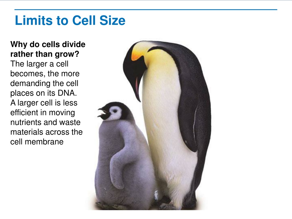 figure-1-from-distribution-of-cell-size-in-growing-cultures-of-bacteria