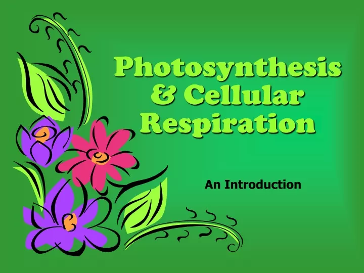 PPT - Photosynthesis & Cellular Respiration An Introduction PowerPoint ...