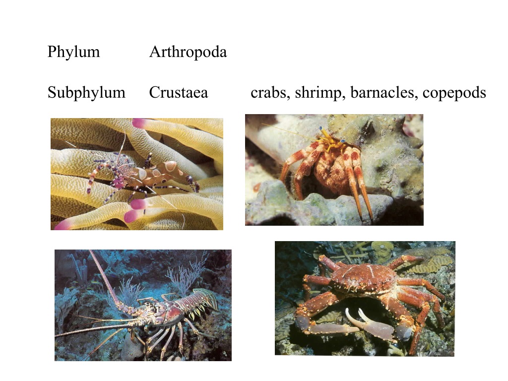 PPT - Basic biology and classification of marine invertebrates ...