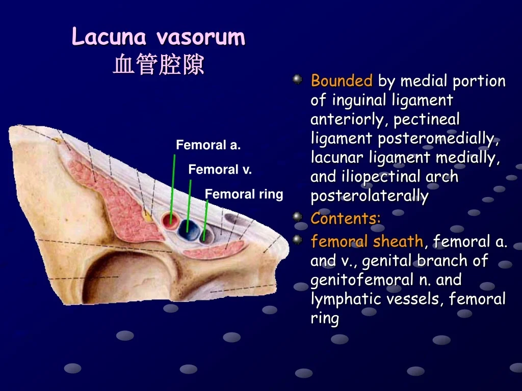 PPT Regional Anatomy Of Lower Limb Thigh Anterior Medial Regions 