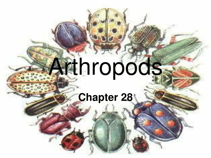 Ppt Arthropods Powerpoint Presentation Free Download Id9502891