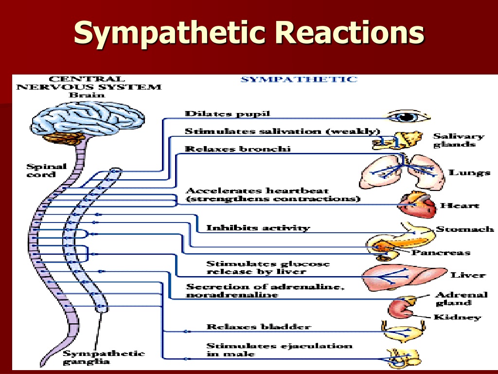 ppt-chapter-2-pt-1-biology-neurons-and-brain-imagery-powerpoint