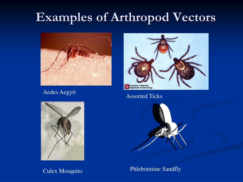 PPT - Arthropod-borne Viruses PowerPoint Presentation, free download ...