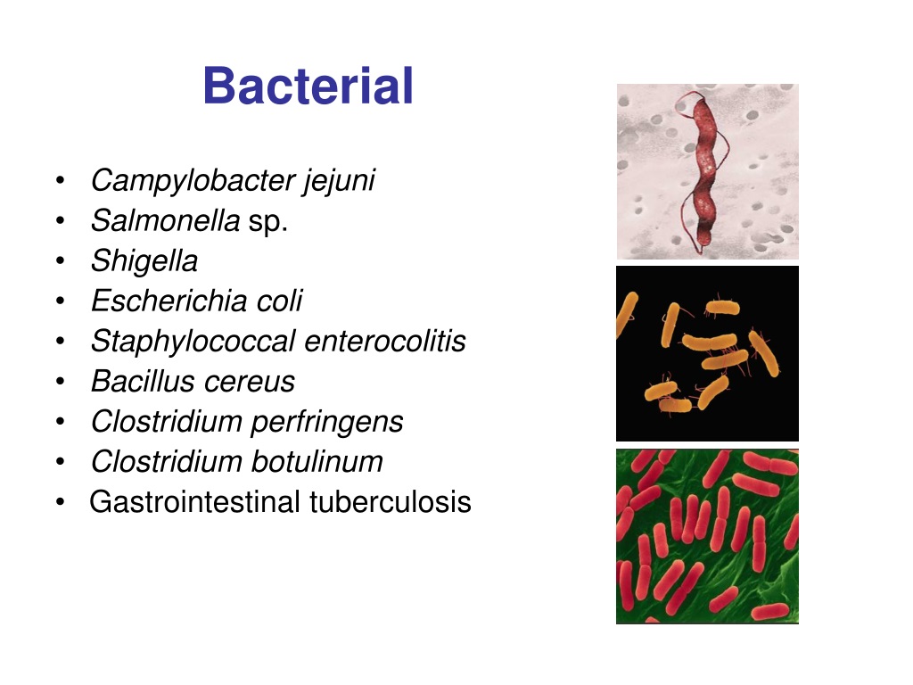Escherichia coli что это у мужчин. Эшерихий перфрингенс. Что такое Shigella и Salmonella. Кампилобактер еюни.