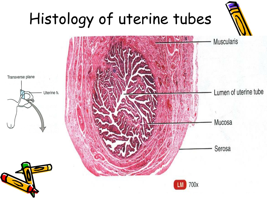 uterine-tube-histology-tissue-biology-reproductive-system-anatomy-the