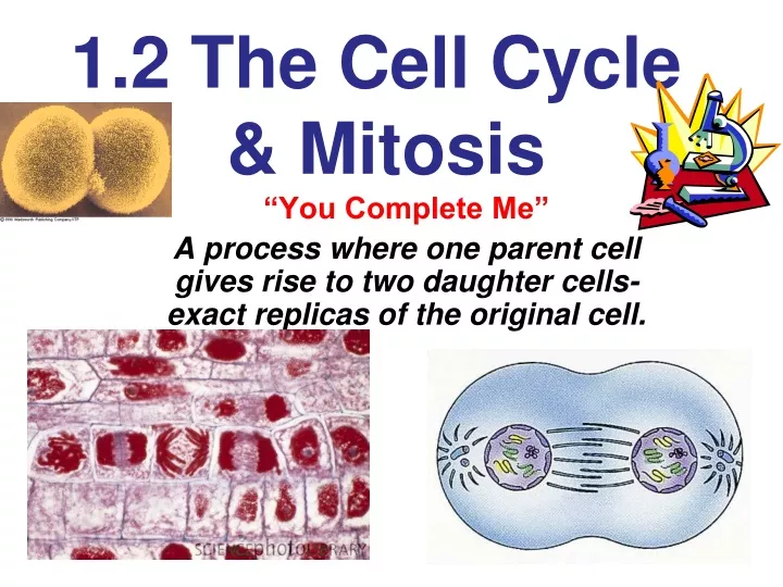 1 2 the cell cycle mitosis n.
