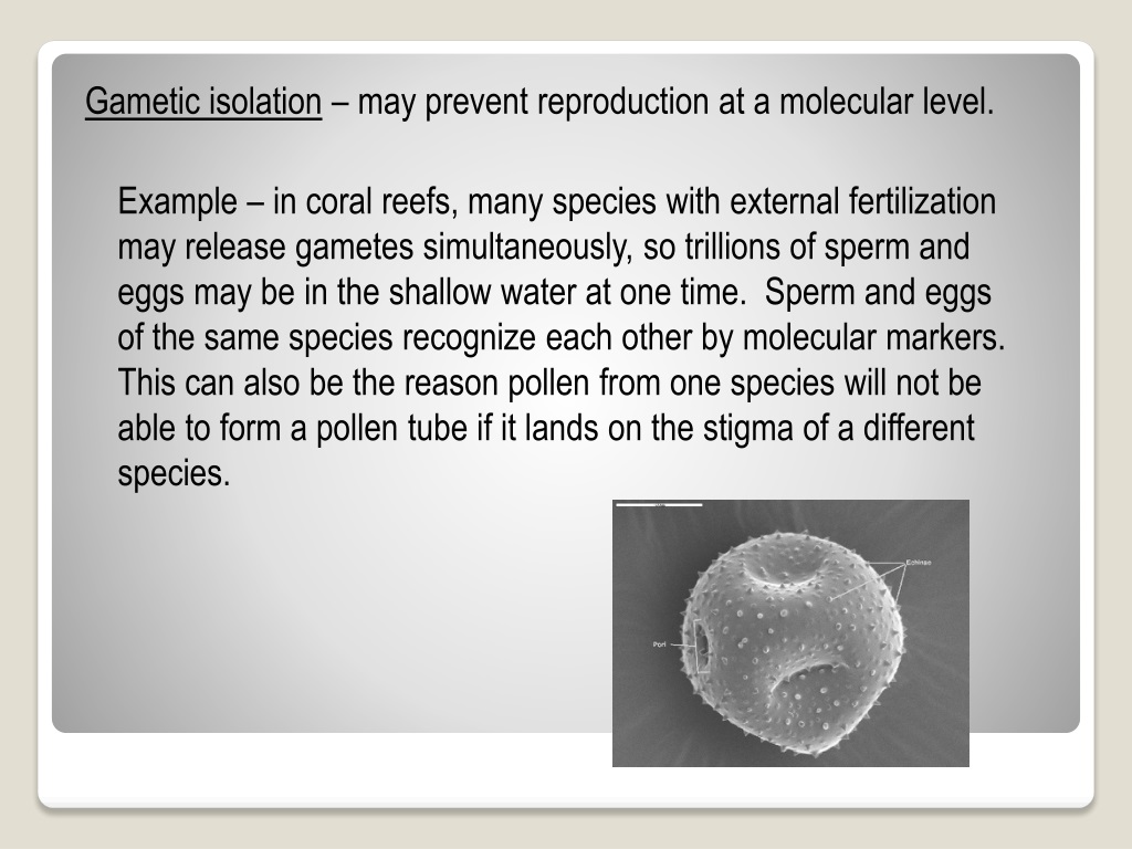 ppt-speciation-powerpoint-presentation-free-download-id-9509847