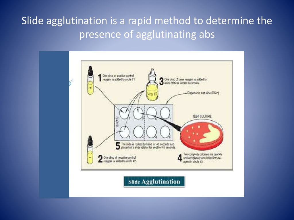 slide agglutination test procedure