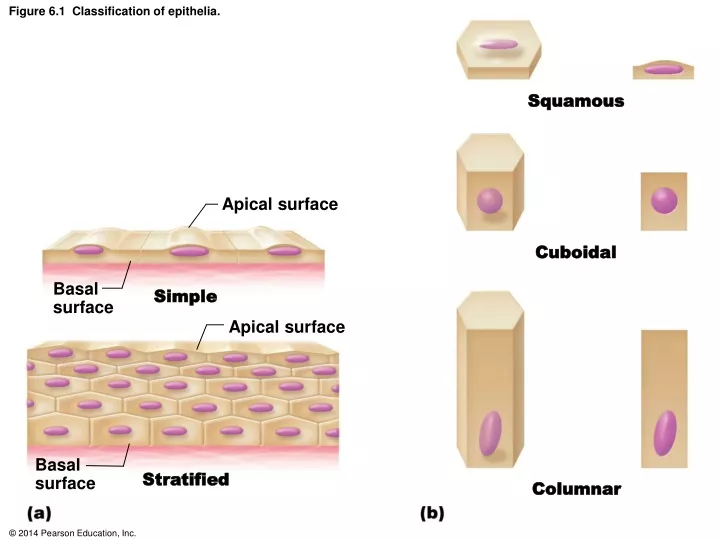 PPT - Figure 6.1 Classification of epithelia. PowerPoint Presentation ...