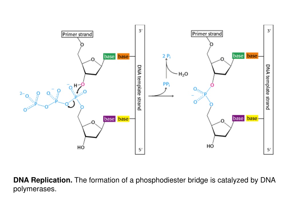 Рнк мл. Схема рибонуклеозидтрифосфаты. Формулы субстратов для синтеза ДНК. Рибонуклеозидтрифосфаты строение. Схема строения рибонуклеозидтрифосфаты.