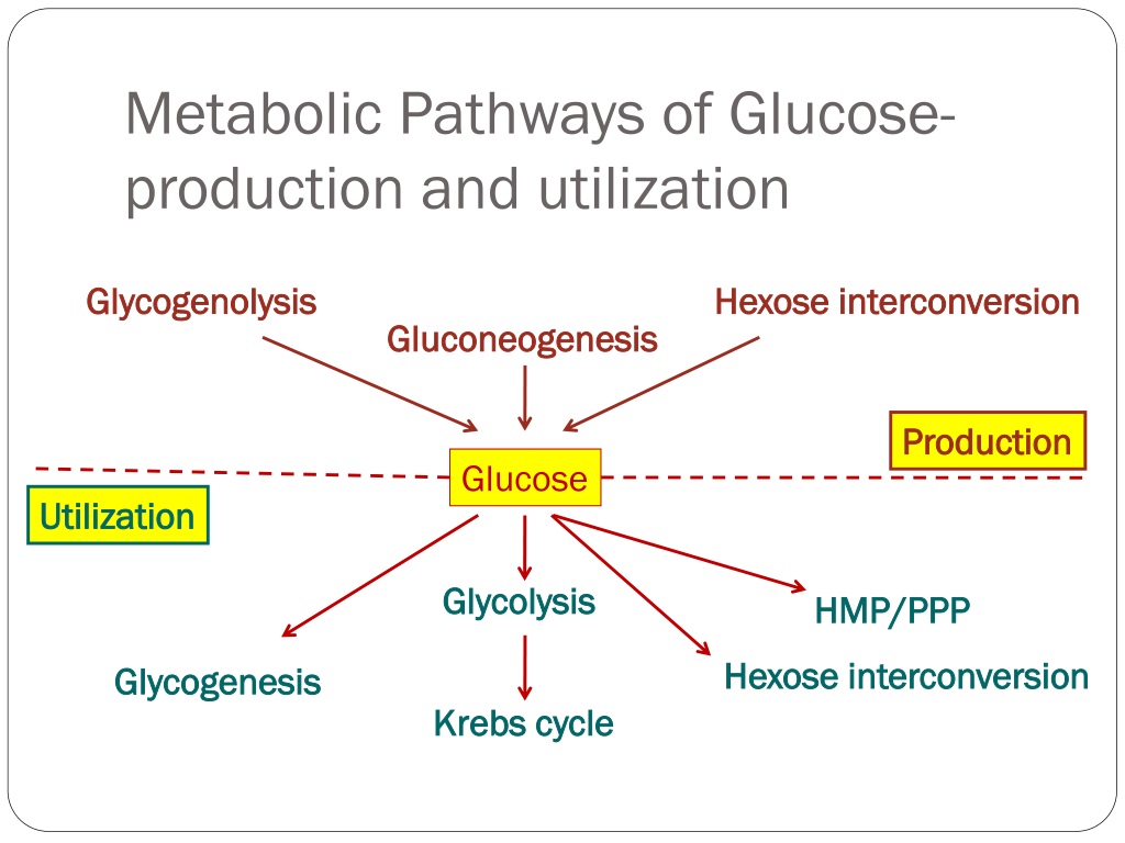 PPT - Major Metabolic Pathways Of Glucose And Glucose Transport ...