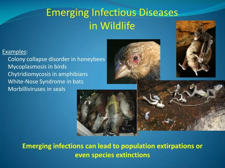 PPT - Emerging Infectious Diseases In Wildlife PowerPoint Presentation ...