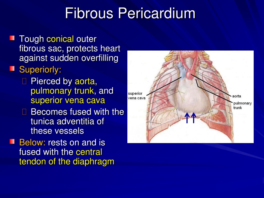 PPT - Pericardium & Heart PowerPoint Presentation, free download - ID