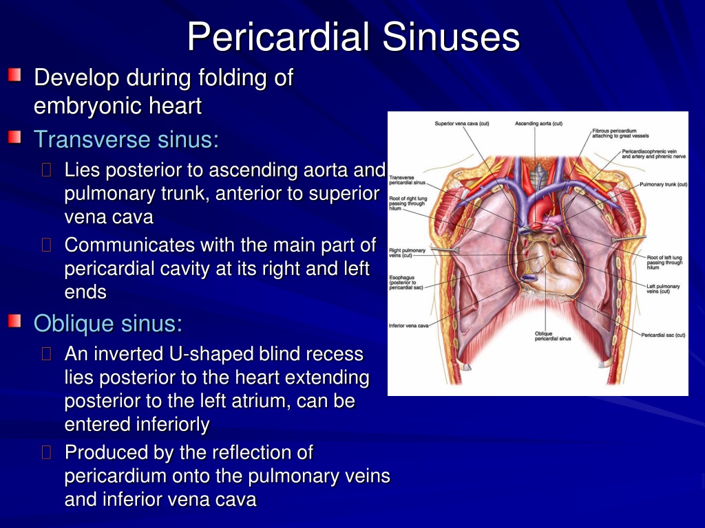 Recess перевод. Transverse pericardial Sinus сердца.