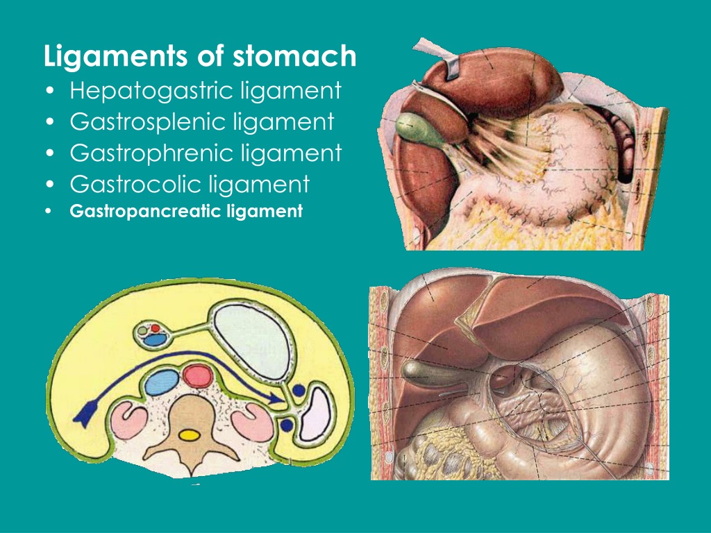 Ppt Anatomy Of The Peritoneum Powerpoint Presentation Free Download Id 9515279