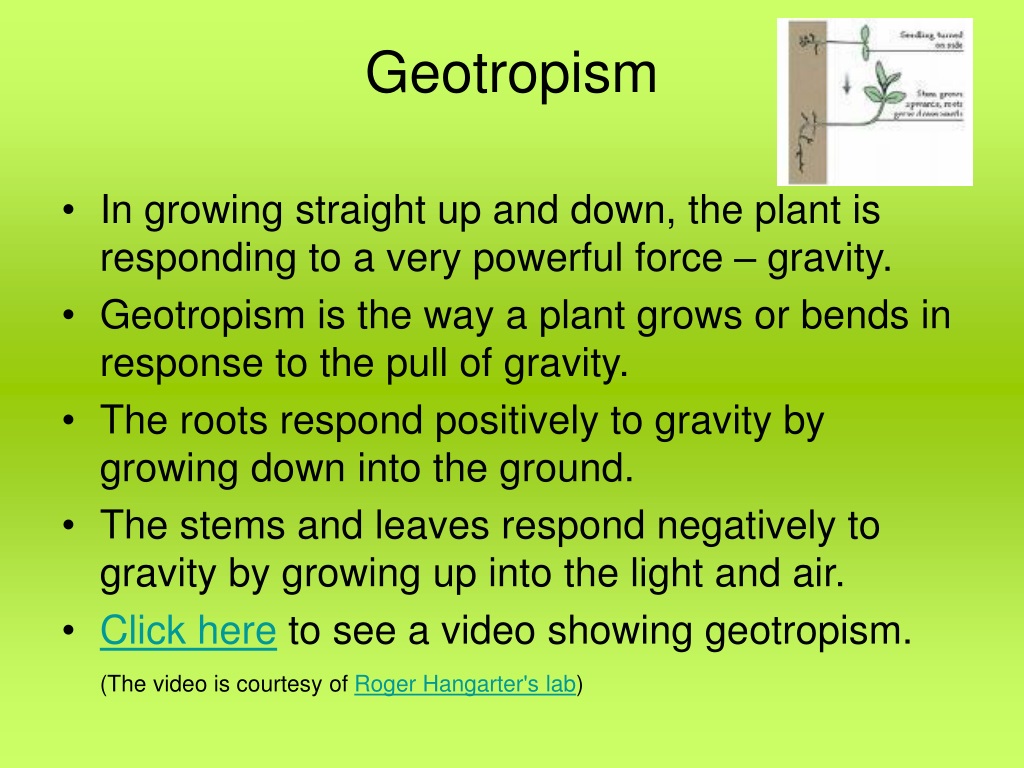 PPT - Tropism PowerPoint Presentation, Free Download - ID:9515576