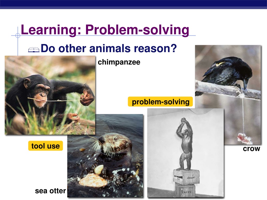 problem solving animal behavior