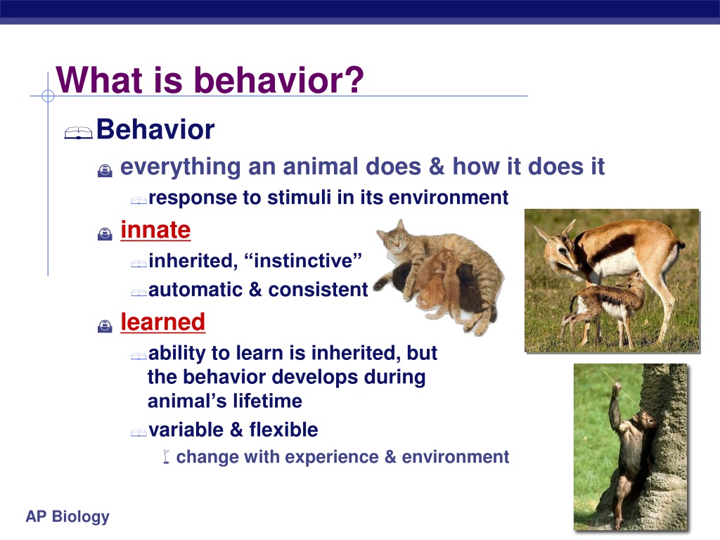 ppt-animal-behavior-powerpoint-presentation-free-download-id-9516159