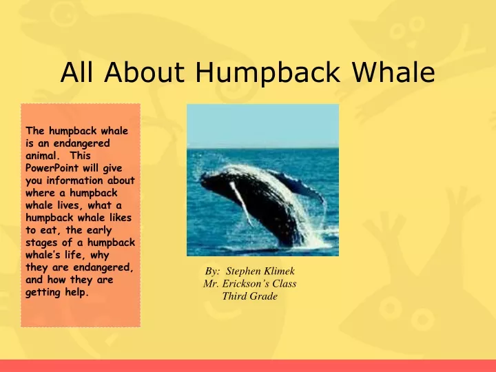 PPT - All About Humpback Whale PowerPoint Presentation, free download ...