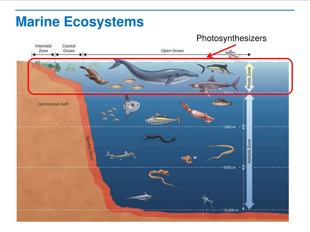 В верхнем слое воды обитает больше организмов. Организмы в морях и океанах. Обитатели Сумеречной зоны океана. Обитатели верхних слоев океана. Зоны мирового океана.
