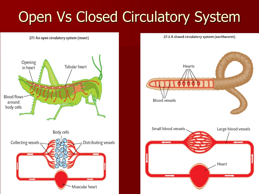System animal. Open Circulatory System. Closed Circulatory System. Open Blood circulation System. Circulatory System in animals.
