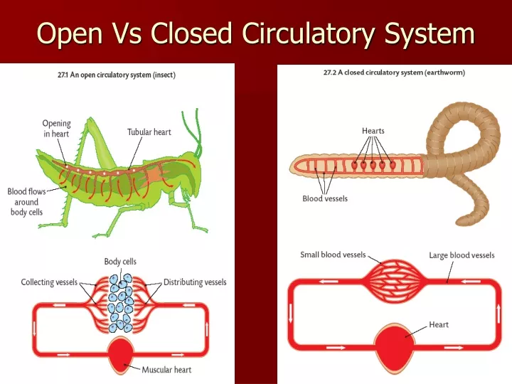 ppt-open-vs-closed-circulatory-system-powerpoint-presentation-free-download-id-9517177