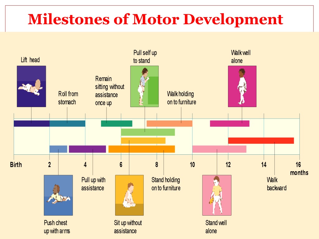 PPT - Physical Development in Infants and Toddlers PowerPoint ...