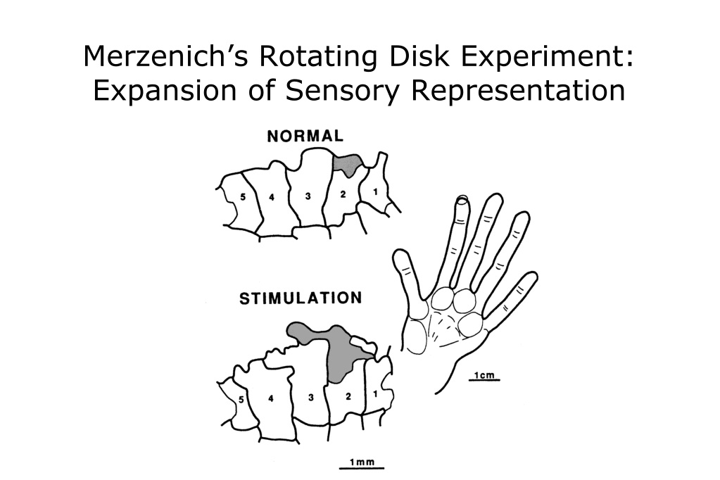 merzenich monkey experiment quizlet