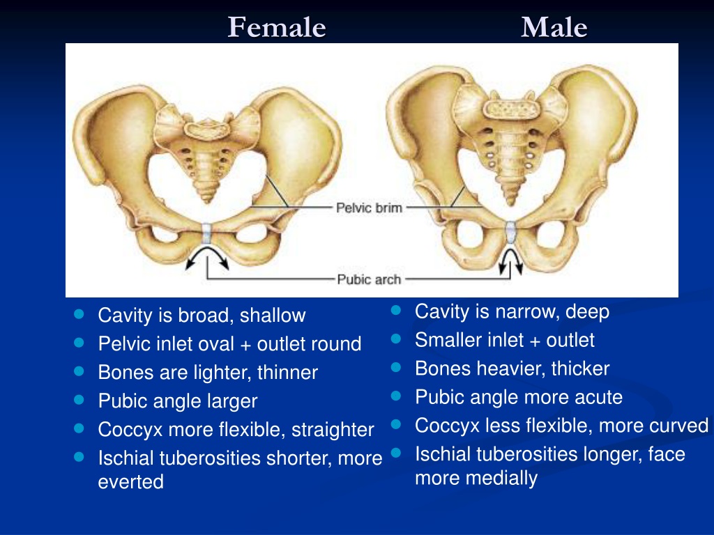 PPT - Pelvic Anatomy PowerPoint Presentation, free download - ID:9520909