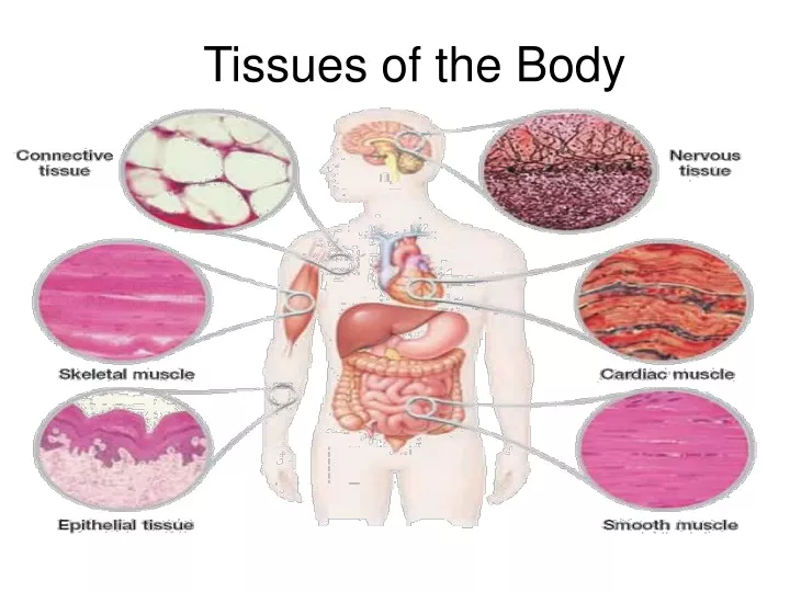 Ppt Tissues Of The Body Powerpoint Presentation Free Download Id9521402 9980