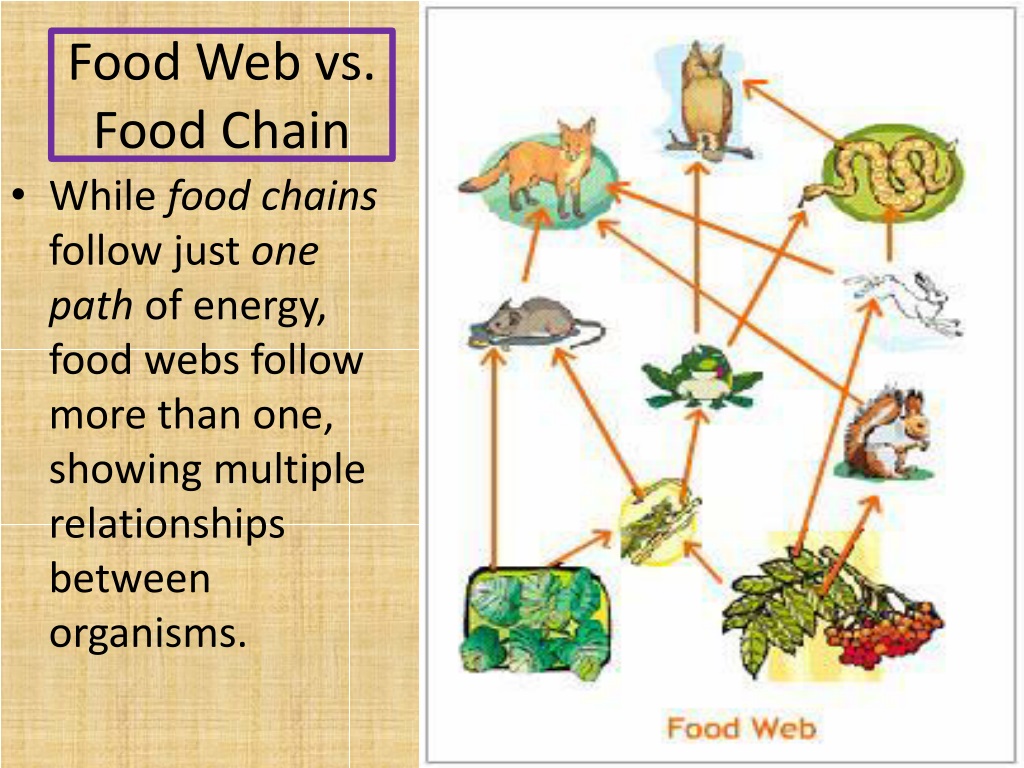 Food Chain Vs Food Web Venn Diagram | Sexiz Pix