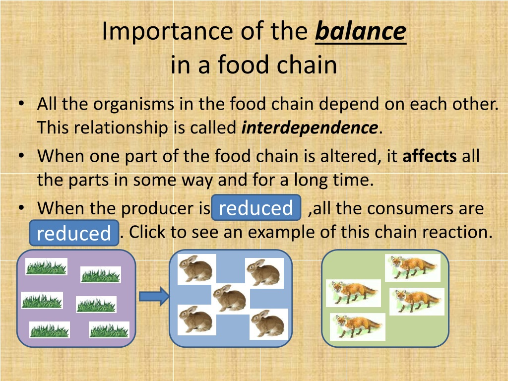 Ppt Food Chains Powerpoint Presentation Free Download Id9522090 3315