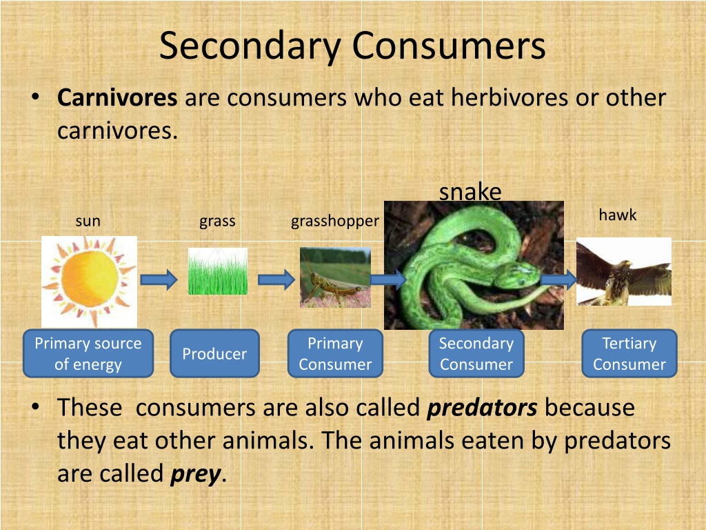 PPT Food Chains PowerPoint Presentation Free Download ID 9522090