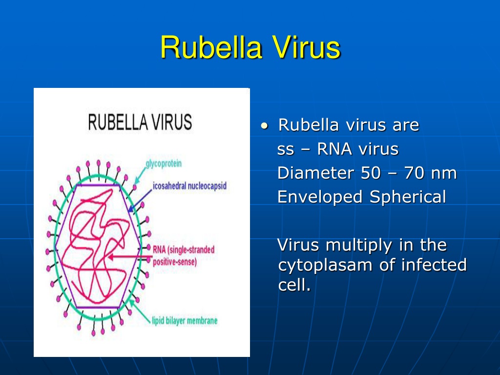 Rubella virus что означает. Вирус краснухи, РНК (Rubella virus, ПЦР) результат.