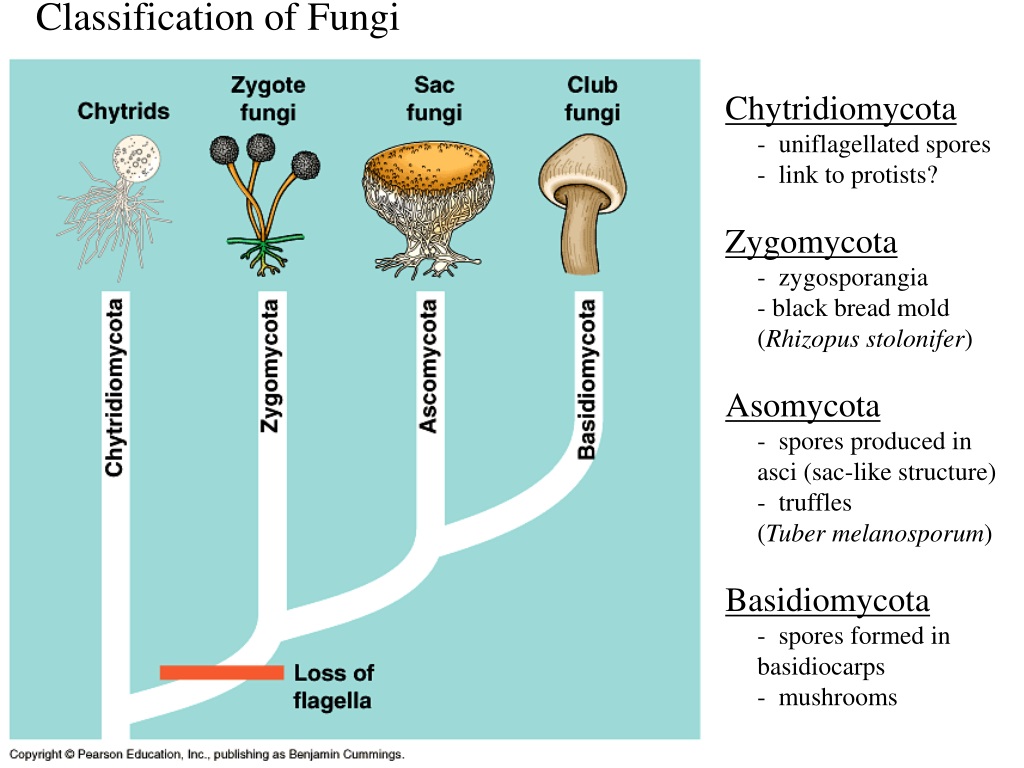PPT - Fungi PowerPoint Presentation, free download - ID:9525834